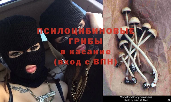 стафф Алзамай